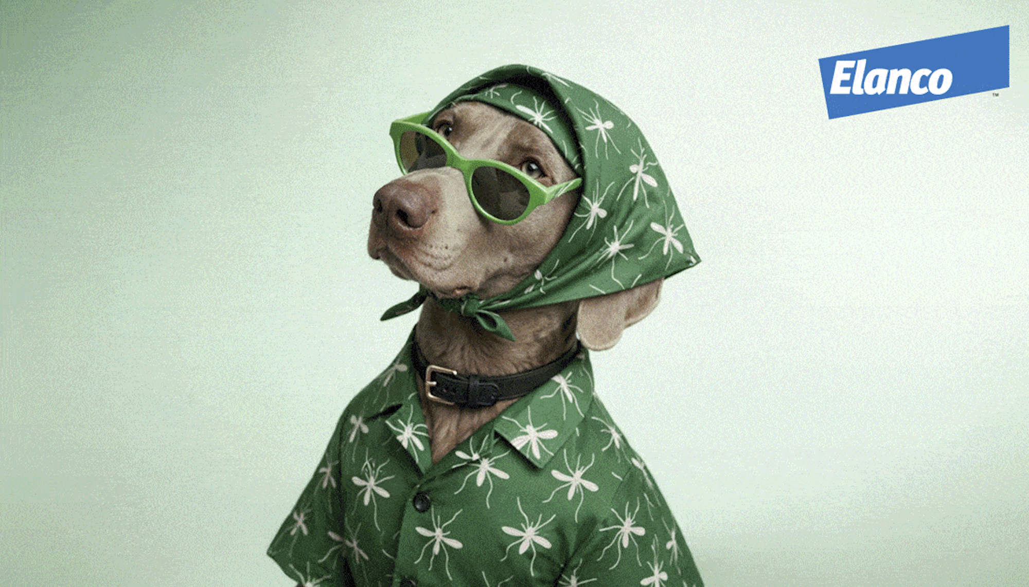 _imagen-RedCarPET(1)